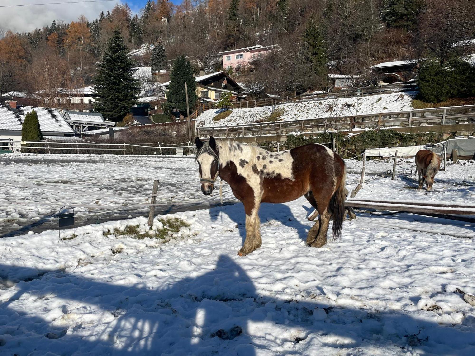 Bio-Bauernhof Auernig Villa Obervellach Eksteriør billede